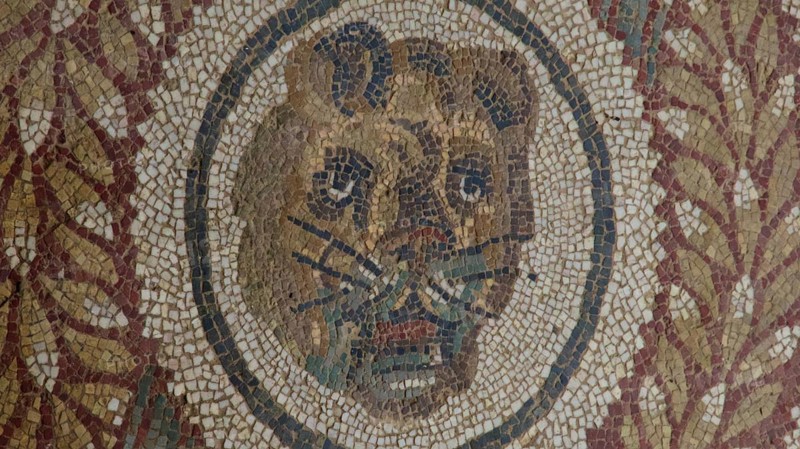 Tiger head