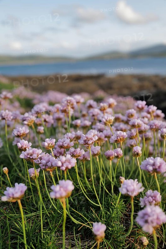 An upright shot of sea pink