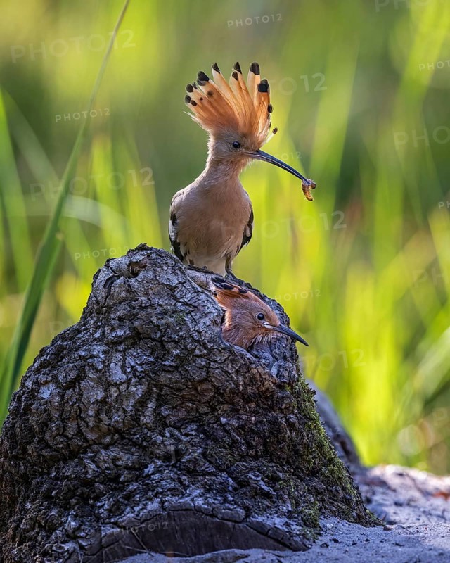 Hoopoe