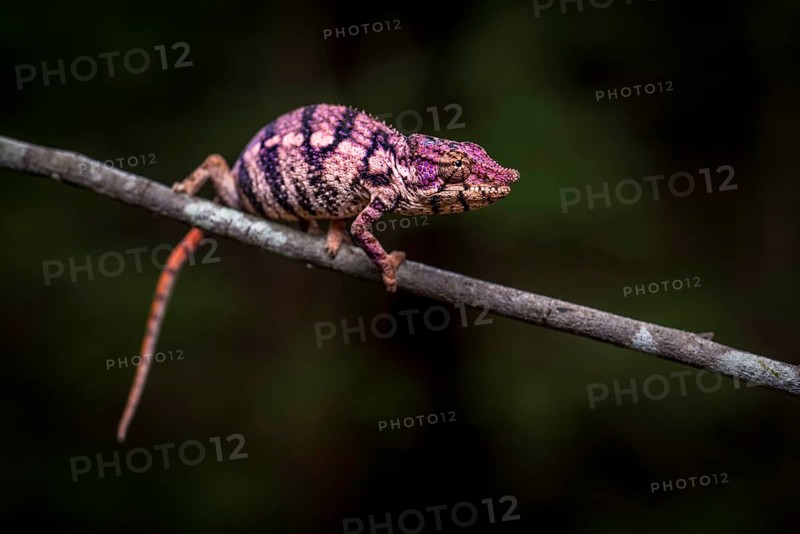 Rhinoceros chameleon