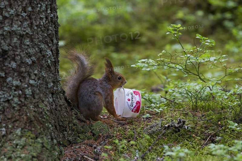 Eurasian red squirrel