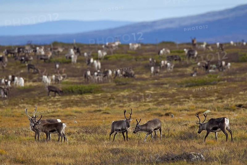 Reindeer