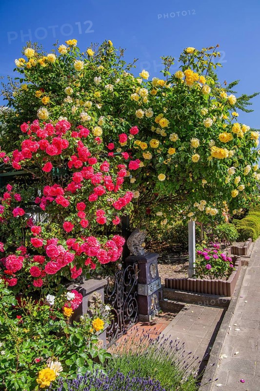 Private rose garden at the roadside
