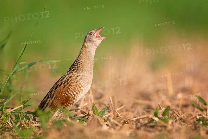 Corn crake