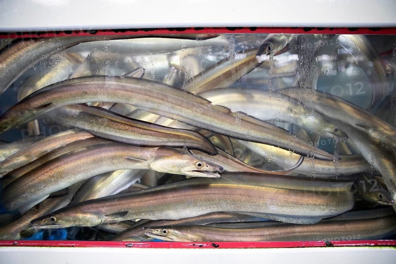 Japanese eels