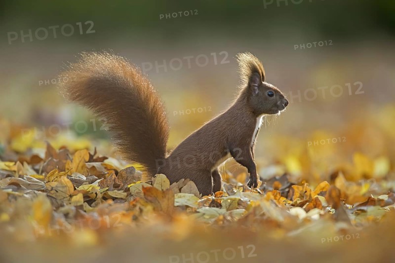 Cute Eurasian red squirrel