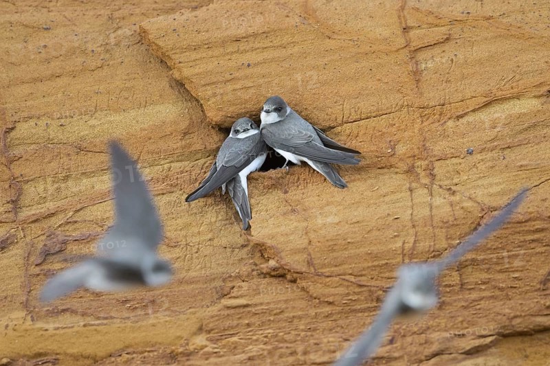 Couple of sand martins
