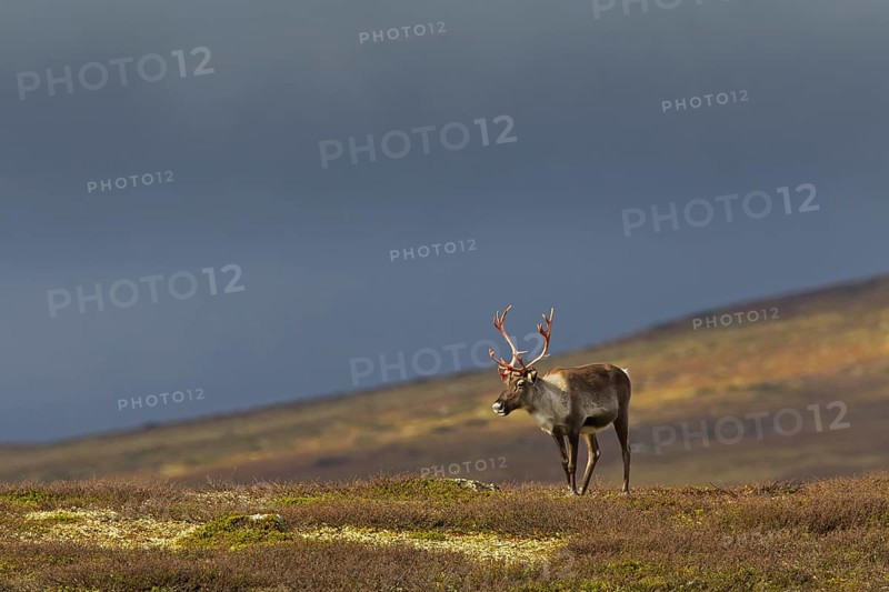 Reindeer