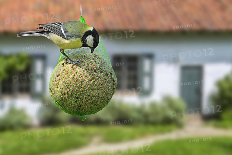 Great tit