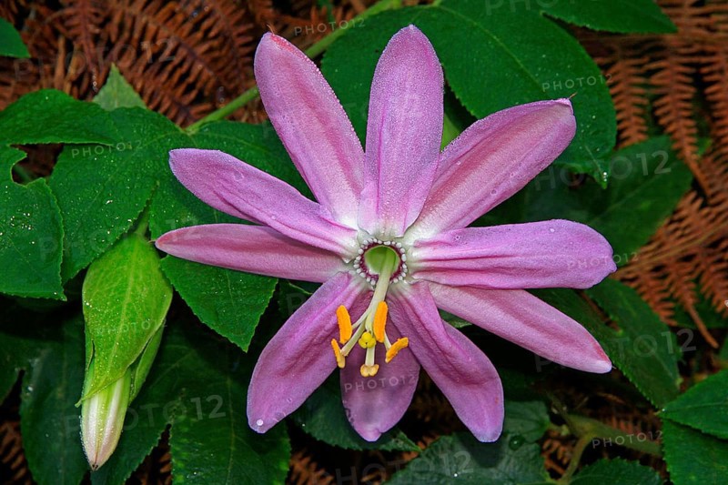 Passion flower