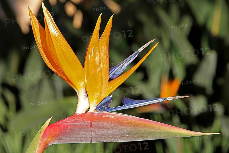 Strelitzia