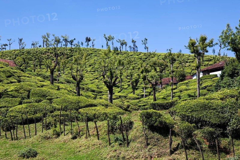 Tea plantations