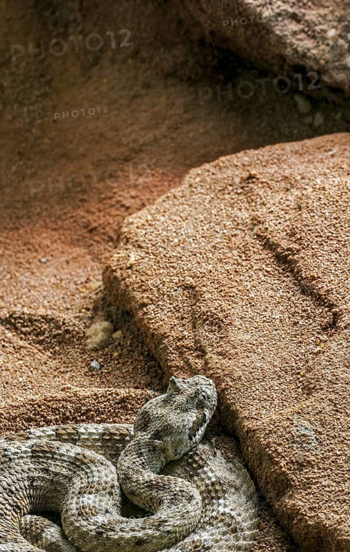 Sidewinder