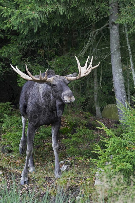 Moose