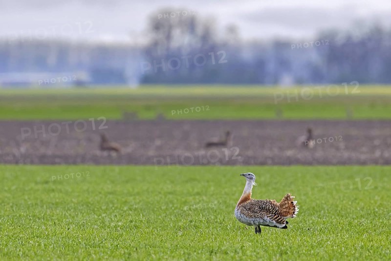 Great bustard