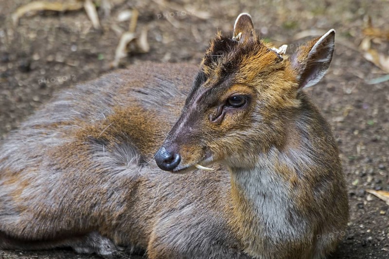 Reeves's muntjac