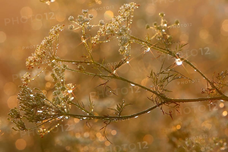 Common hogweed