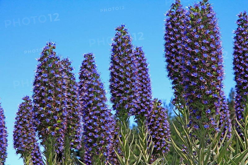 Madeira viper's bugloss