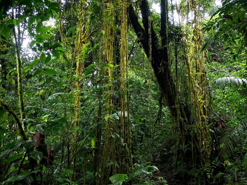 Rainforest