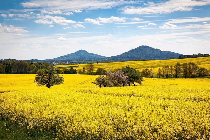 Yellow rape fields