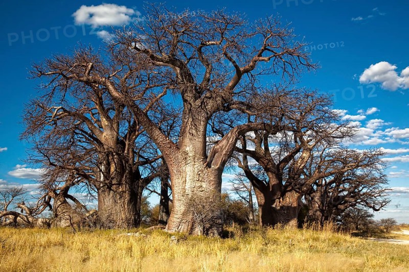 Group of trees with very old african baobab