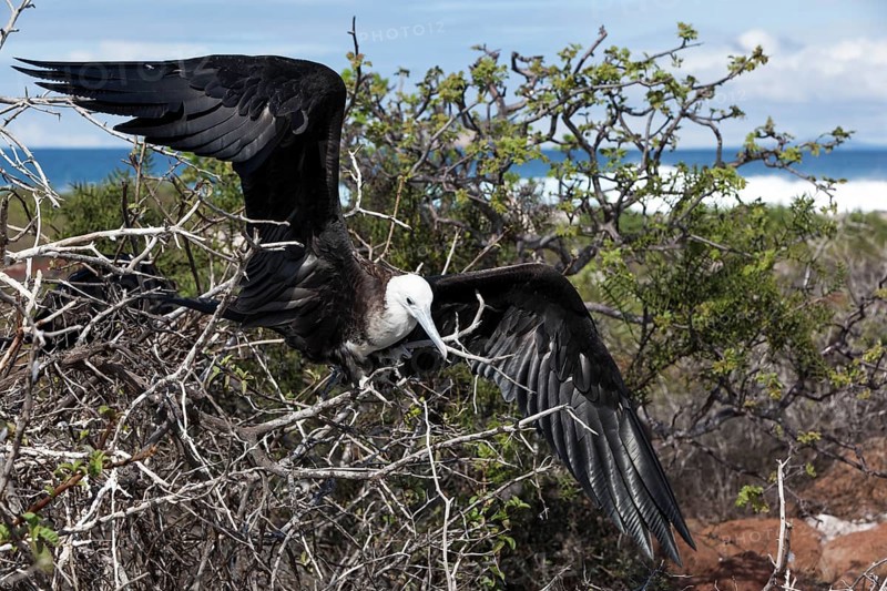 Albatross