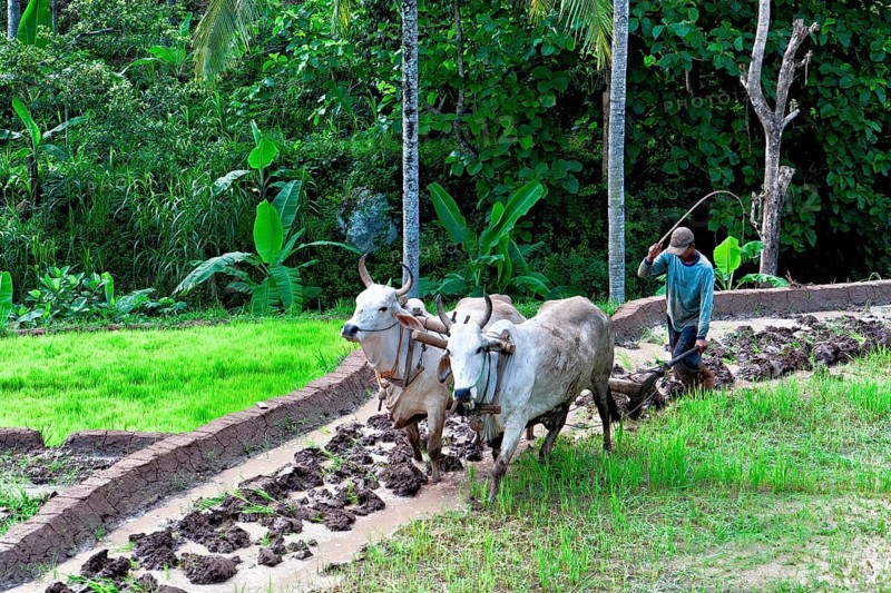 Oxen ploughing rice field