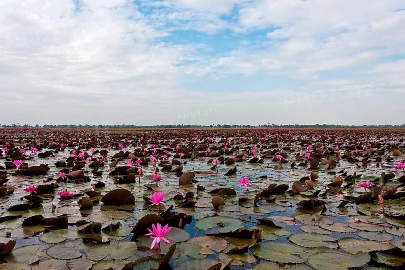 Lake with water lilies