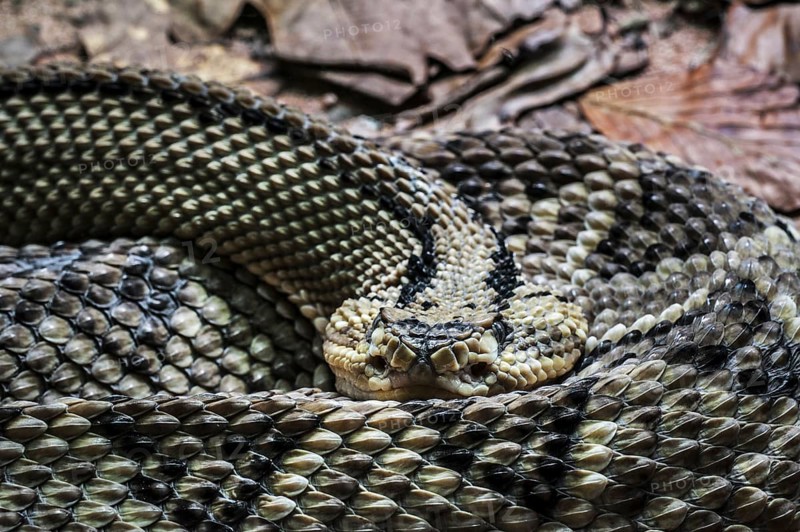 Northwestern Neotropical Rattlesnake