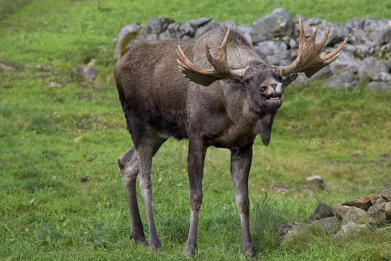 Moose