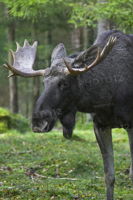 Moose