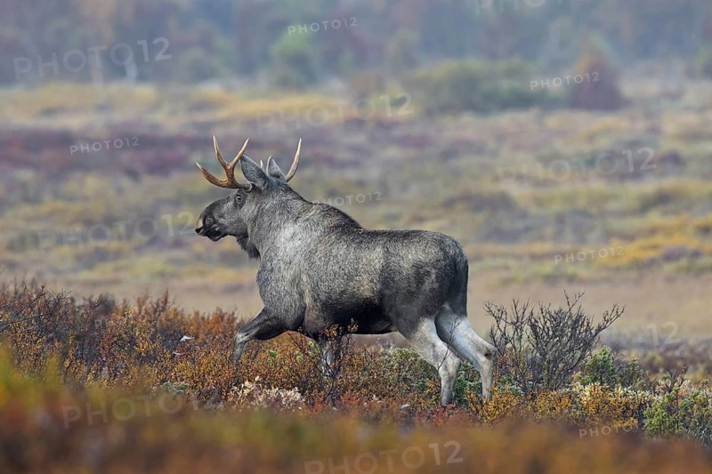 Moose