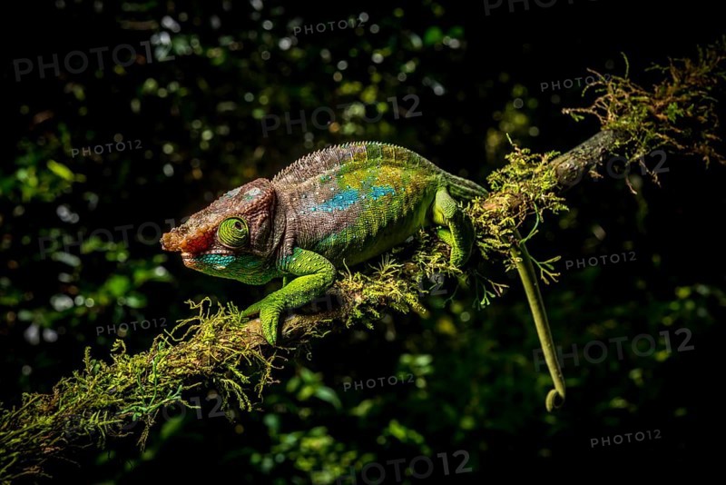 Oushagnessi chameleon