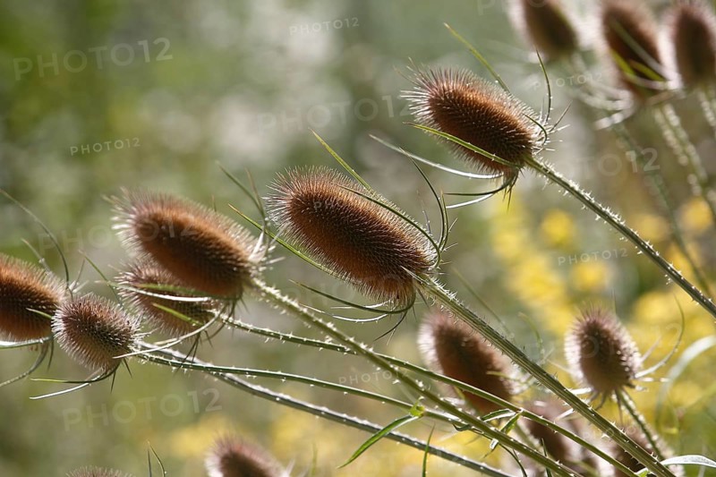 Wild teasels
