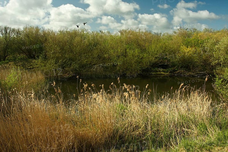 Freshwater pond with willow scrub on the island of Minsener Oog