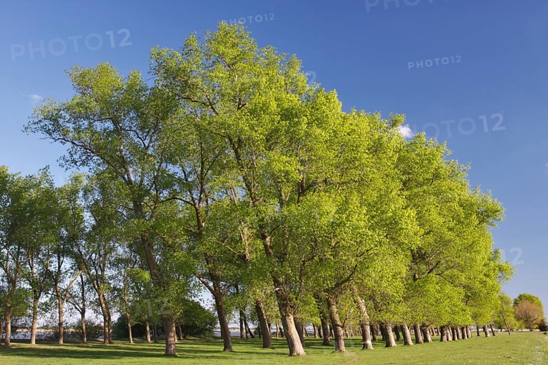 Gallery forest in spring on the Lower Weser island of Strohauser Plate