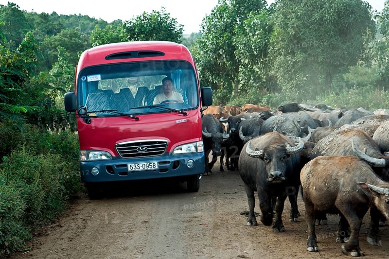 Bus and water buffalo