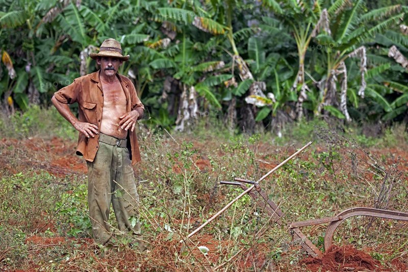 Cuban farmer and traditional plough on tobacco plantation in the Vinales Valley