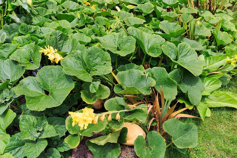 Pumpkin plants with flowers and squash