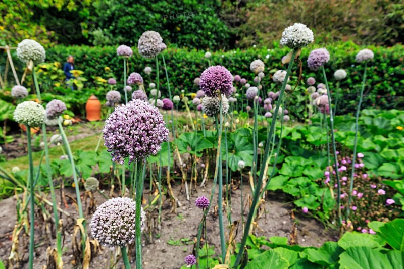 Flowering bulbs