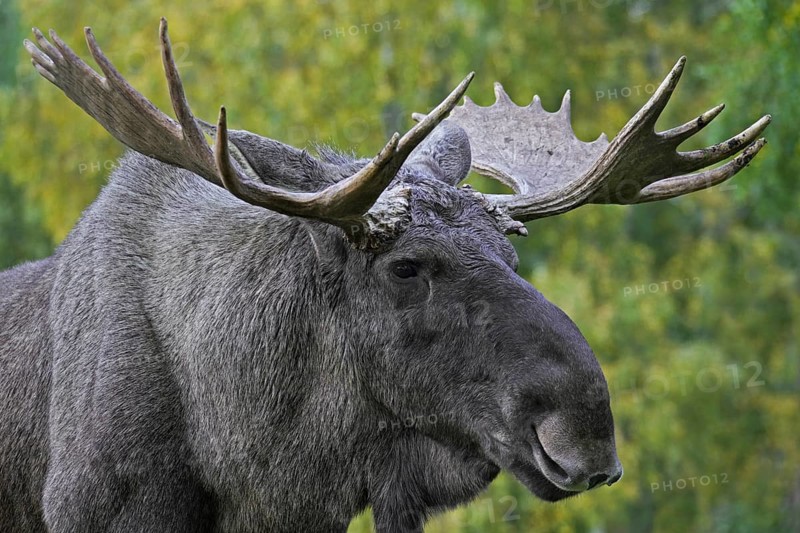 Moose