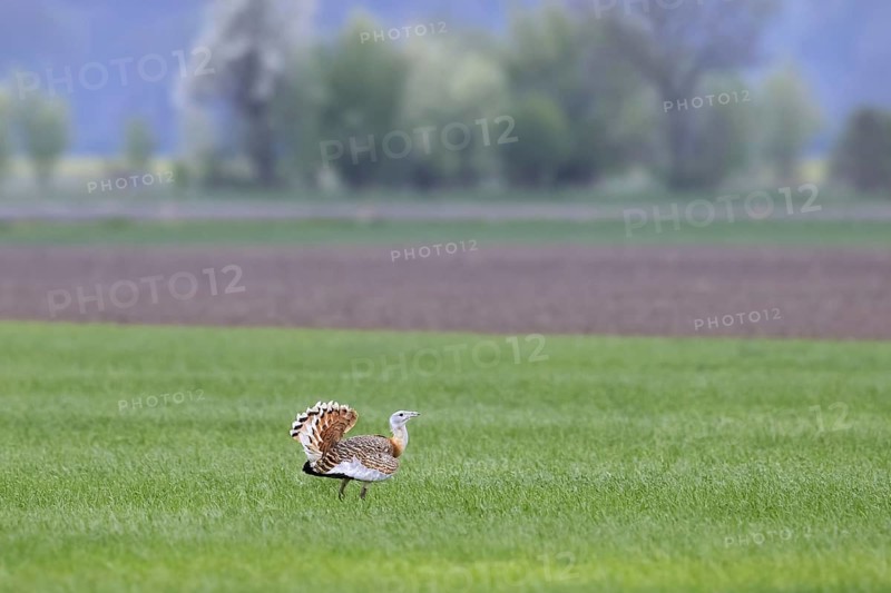Great bustard