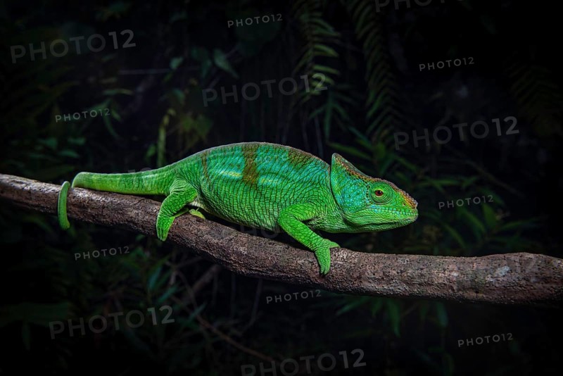 Parson's chameleon male