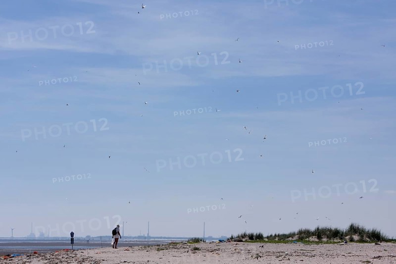 Tourist in the breeding colony of the Little Tern