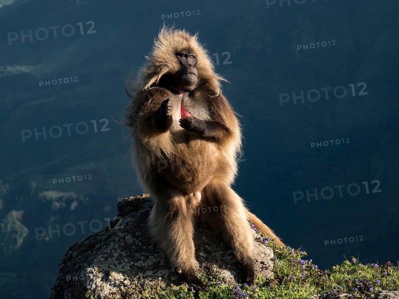 Gelada baboon