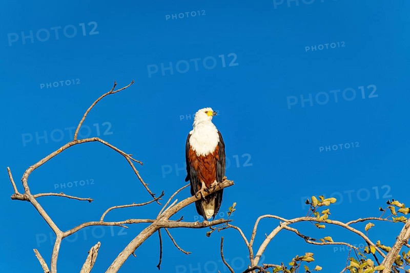 African fish eagle