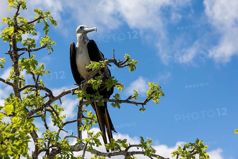 Albatross