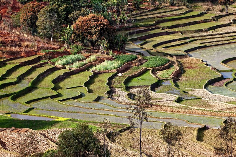 Rice Terraces near Fianarantsoa