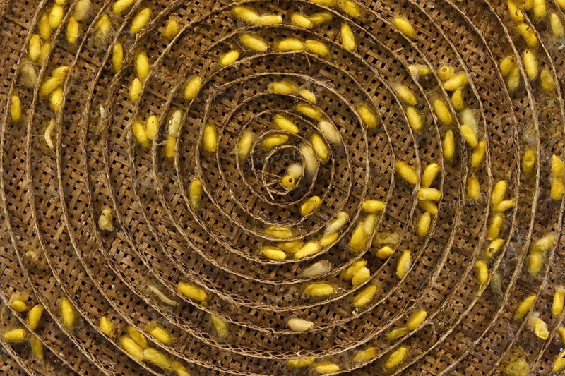 Silkworm cocoons