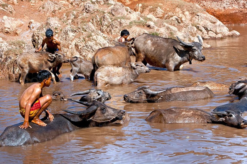 Water buffalo and children in the water